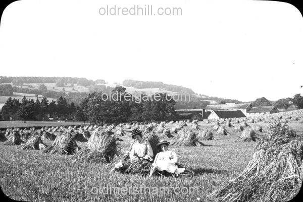 Image number 1339&prevurl=dorking