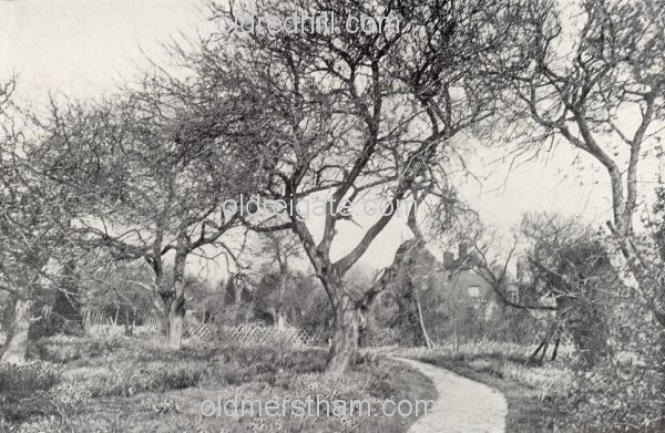 Image number 5853&prevurl=wiggielane