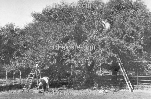 Image number 5854&prevurl=wiggielane