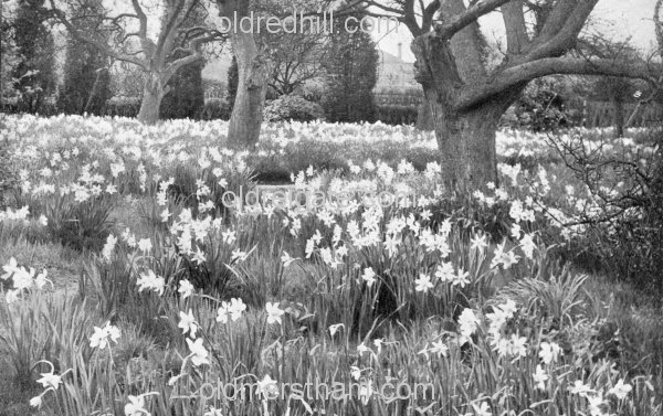 Image number 5855&prevurl=wiggielane