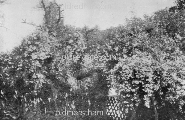 Image number 5856&prevurl=wiggielane